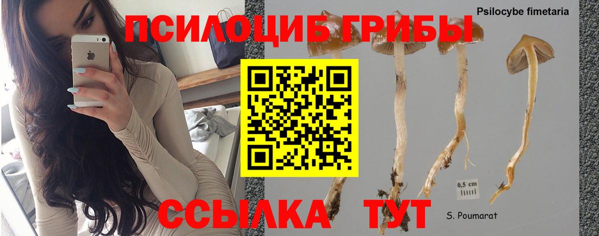 Псилоцибиновые грибы Cubensis  Вход с VPN  Ахтубинск 